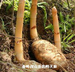 U岭深山鲜天?/></a> 
           <!--     <a href=